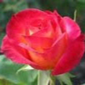 Meet your Posher, Shelby